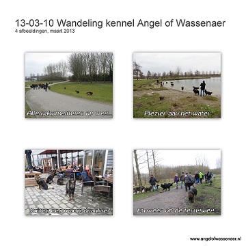 Nakomelingen wandeling van al onze Angels Kennel Angel of Wassenaer